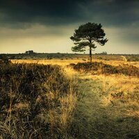 Pebblebed Heaths (@pebblebedheaths) 's Twitter Profile