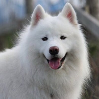 サト犬 わんわんお いくら入ってるんだろうなぁ