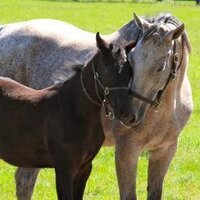 Arindel Farm (@arindelfarm) 's Twitter Profile