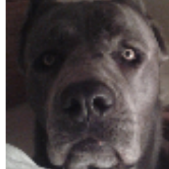 Contumil's profile picture. 