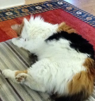 Counsellor, avid reader, into music, art, architecture, history, travel, literature, good food. Also PA to a very fine cat. And forever European.