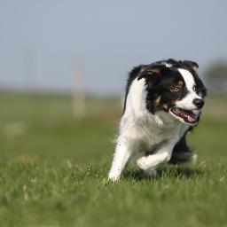 Canine Consultants all breeds. Sheepdog Experience activity days. FOSTBC Border Collie Rescue. Farming. Public Speaking.