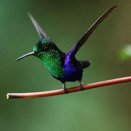 Birder, Photographer, Naturalist