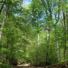 Indiana Conservation Alliance (INCA)
A unified voice advocating for public funding for land, water and wildlife conservation.