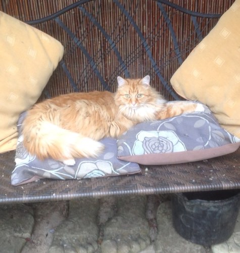 I like chasingbirds and sleeping but mainly sleeping.....#gingercat