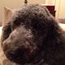 Irene Thompson (@irenet718) Twitter profile photo