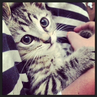 brodie_bear3's profile picture. cuteness monster, aspiring kitten model, kitten milk connoisseur.