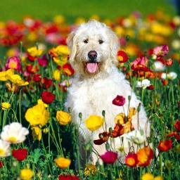 Terapia alternativa para mascotas