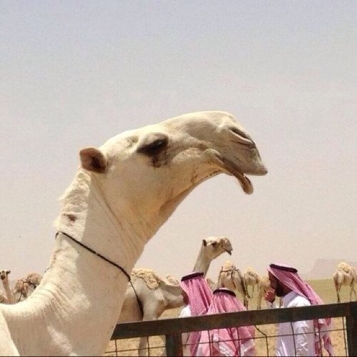 0011Fahd's profile picture. 