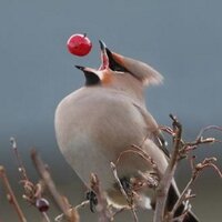 Surprise Snacks (@surprisesnacks) 's Twitter Profile Photo