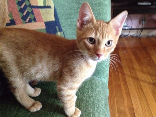Mac guru, Razorback enthusiast, Yellow dog Democrat, and publicist for Cheeto the evangelist kitten.