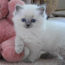 Registered Ragdoll Cat Breeder and all around animal lover.
Raising and loving Ragdolls for 20 years.