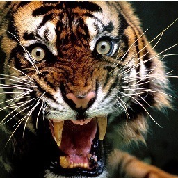 CallmeSB's profile picture. Rogue instigator and problem solver. Never without an opinion. Never finished. Pennsylvania expat living it up in the PAC NW.