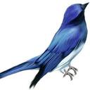 Blue Bird (@001Yusi) Twitter