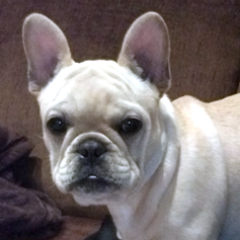 Odie BullyBoy is a very popular French Bulldog and has hundreds of Friends on Facebook.