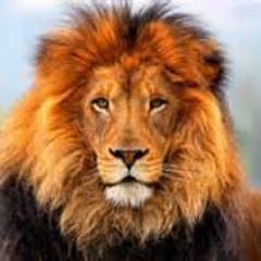 Είμαι ο βασιλιάς της ζούγκλας του twitter!