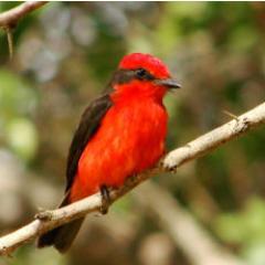 Bióloga. Especialista en Manejo de Fauna Silvestre. Aficionada a la fotografía, en especial la de naturaleza. Amante de mi país ¡Venezuela!