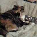 Nancy Freese - @zeva956 - Twitter