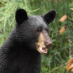 Love ALL bears, and support black bear research by Dr. Lynn Rogers