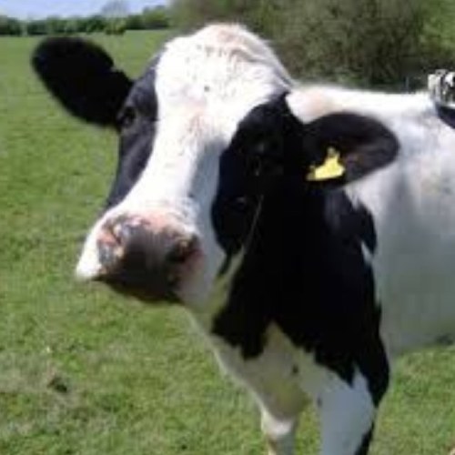This cow promotes
