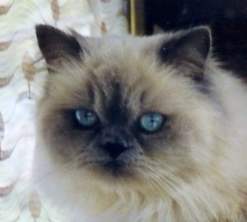 twimaybe's profile picture. 