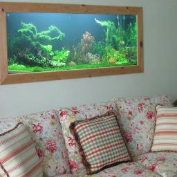 Akvorista merupakan jasa professional dengan kualitas dan layanan terbaik dalam bidang pengadaan dekorasi aquarium air tawar (aquascape) dan aquarium air laut.