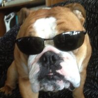 Cory (@mrtripperbear) 's Twitter Profile