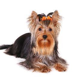 Yorkshire Terrier Chanel uit Alkmaar, Heb mijn tv debuut gemaakt Dokter Tinus 2.Loop hondenhows,fotomodel & moeder van Jane. lid YTVC.https://t.co/sI44mR2Vf5
