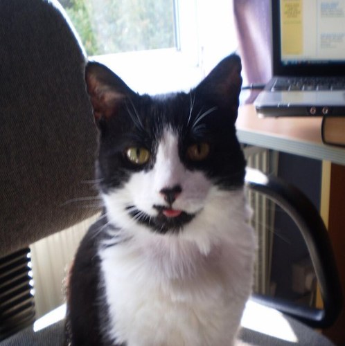 BowtoSplash's profile picture. The world's leading cat. PM for agent's contact details.