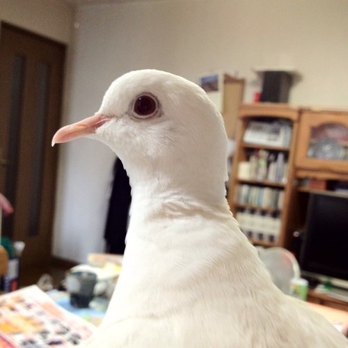 タカ派のハトですが、なにか？ アニメ、酒、美味いもの好き。デジタルガジェットに目がない。カメラ小僧。Nikon Zf、Zfc、Nikon1 J5使い。ギンバトと文鳥。最近イントルーダークラシックでリターンライダー。食べ物写真多い。ラーメン部。ステーキ部。