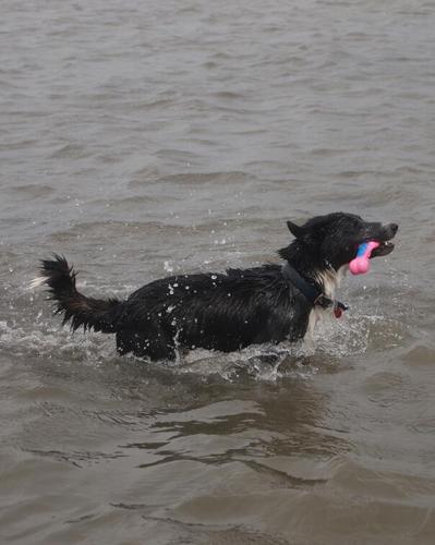 Welcome to the wonderful world of me,Pat,the worlds greatest and best looking swimming doggy! :) X X