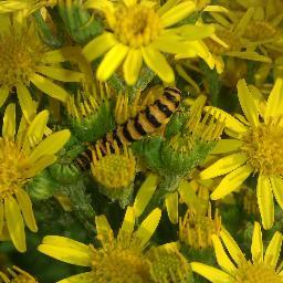 Entomologist environmentalist nature lover. Debunks ragwort hysteria with reason & science. It's eco valuable, but subject to many crazy scare stories and myths