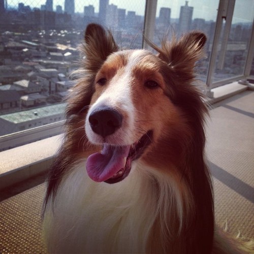 seacellar's profile picture. だいたいなんとかなる。行くなら温泉がいい。