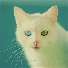 Lithe white tabby she cat with silver paws and tail and amazing eyes.Medicine Cat of HopeClan.My apprentice betrayed me.....Secretly in love with @wolfshadowcat
