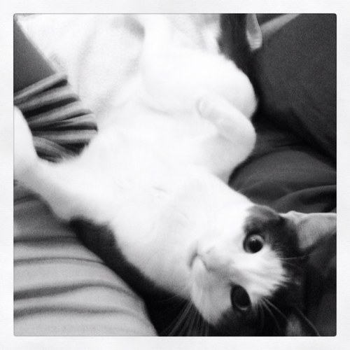 Tigerkat1212's profile picture. 