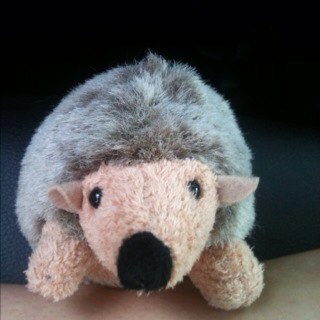Just a normal hedgehog. Living life like a queen. Get at me bitch.