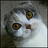 ElnoraIyer's profile image