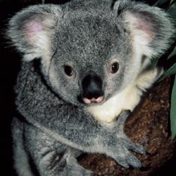 cedricmurer's profile picture. 