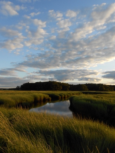 TIDEProject's profile picture. Marsh ecology, coastal eutrophication
