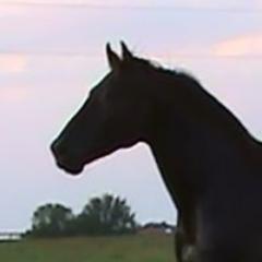 Clinical Research Coordinator, Evidence-Based Equine Medicine, Bioinformatics, Equine Veterinary Research, Veterinary Hospital Management, Disability Rights
