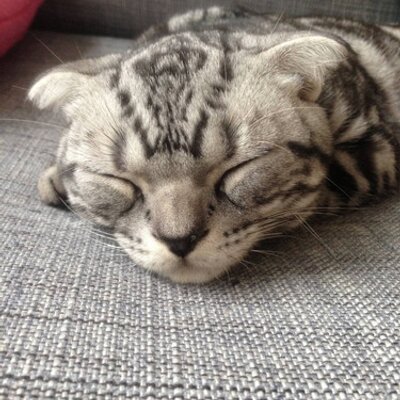 Akira1233 A Twitteren 任侠山口組 代表 織田絆誠 こと在日韓国人3世の 金禎紀