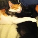 Lainey Williams - @lainey_dogs - Twitter