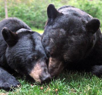 jaoryan's profile picture. Teacher, Volunteer, Support Dr. Lynn Rogers' Trust-based Black Bear Behavior Research, more info http://t.co/LCYIeIfOFM, Support IPPL too, Tweets are my own.