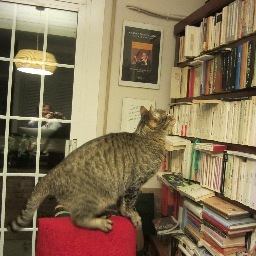 lolocerda's profile picture. 