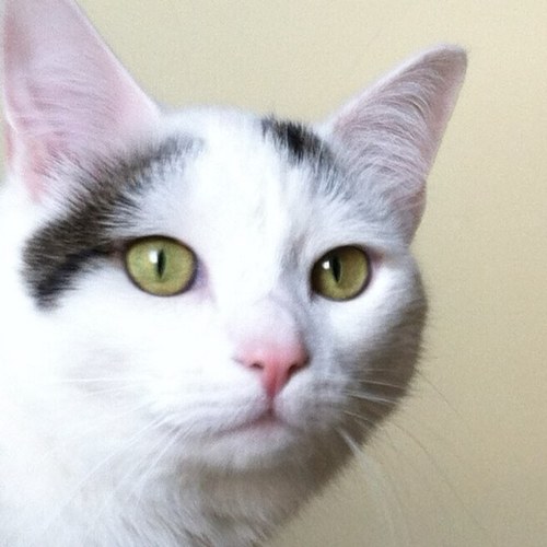 I'm a cat. I enjoy food, staring longingly out of windows, and trying to understand the humans who hold me captive.