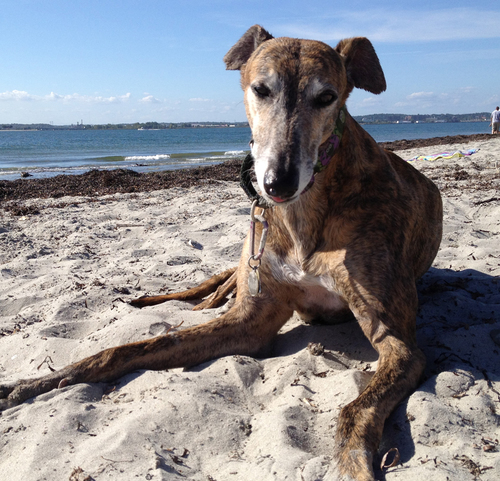Representing Massachusetts for GREY2K USA, we believe that the cruelty of greyhound racing should end.