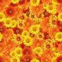 Cathy Cawley - @cacker31 - Twitter