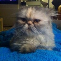 Yuce Tumer (@yucetumer) 's Twitter Profile