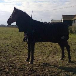 HealthyHorseEq's profile picture. Happy Horse Equestrian- Selling all natural products at minimal prices with the best quality and service. A healthy horse is a happy horse!