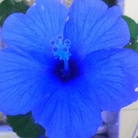 beatriz ponce (@tbeatrizpc) 's Twitter Profile